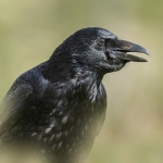 Kraai Kraai