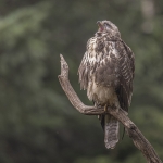 Buizerd Buizerd