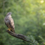 Buizerd Buizerd