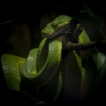 Groene Boompython Groene Boompython