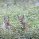 Lynx Lynx