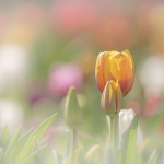 Tulpen Tulpen