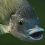 Blijdorp Blijdorp
