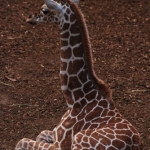 Blijdorp Blijdorp