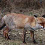 Amsterdamse Waterleidingduinen Amsterdamse Waterleidingduinen