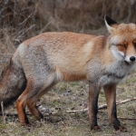 Amsterdamse Waterleidingduinen Amsterdamse Waterleidingduinen