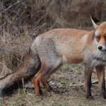 Amsterdamse Waterleidingduinen Amsterdamse Waterleidingduinen