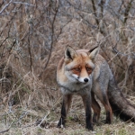 Amsterdamse Waterleidingduinen Amsterdamse Waterleidingduinen