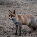 Amsterdamse Waterleidingduinen Amsterdamse Waterleidingduinen