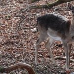 Amsterdamse Waterleidingduinen Amsterdamse Waterleidingduinen