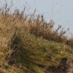 Amsterdamse Waterleidingduinen Amsterdamse Waterleidingduinen
