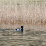 Amsterdamse Waterleidingduinen Amsterdamse Waterleidingduinen