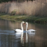 Amsterdamse Waterleidingduinen Amsterdamse Waterleidingduinen