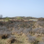 Amsterdamse Waterleidingduinen Amsterdamse Waterleidingduinen