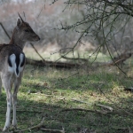 Amsterdamse Waterleidingduinen Amsterdamse Waterleidingduinen