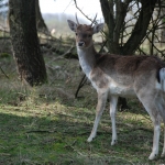 Amsterdamse Waterleidingduinen Amsterdamse Waterleidingduinen