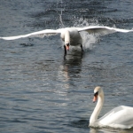 Amsterdamse Waterleidingduinen Amsterdamse Waterleidingduinen
