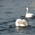 Amsterdamse Waterleidingduinen Amsterdamse Waterleidingduinen