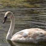 Amsterdamse Waterleidingduinen Amsterdamse Waterleidingduinen