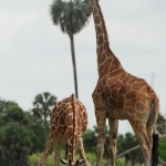 Busch Gardens, Tampa, FL Busch Gardens, Tampa, FL