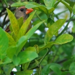 Naples, FL Naples, FL