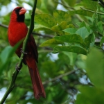Naples, FL Naples, FL