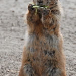 prairiehond prairiehond