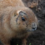 prairiehond prairiehond
