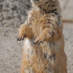 prairiehond prairiehond