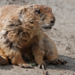prairiehond prairiehond