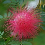 bloem bloem