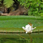 bloem Victoria Amazonica bloem Victoria Amazonica