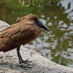 hamerkop hamerkop