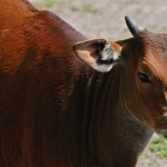 banteng banteng