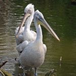 kroeskop pelicanen kroeskop pelicanen