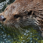 europese otter europese otter