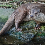 europese otter europese otter