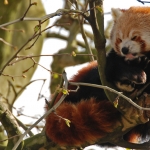 kleine rode panda kleine rode panda