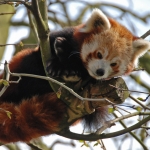 kleine rode panda kleine rode panda