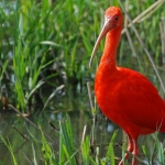 rode ibis rode ibis