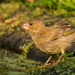 Vink Vink