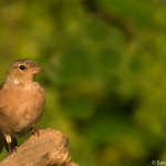 Vink Vink
