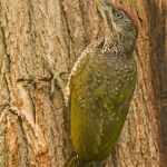 Groene specht Groene specht