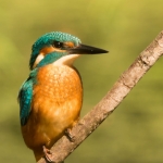 IJsvogel IJsvogel