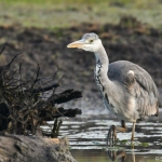 Blauwe reiger Blauwe reiger