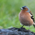 Vink Vink