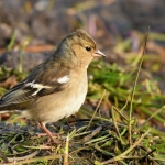 Vink Vink