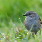 Heggenmus Heggenmus