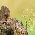Heggenmus Heggenmus