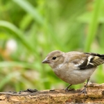 Vink Vink